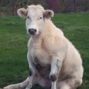 Meet your Posher, Posh